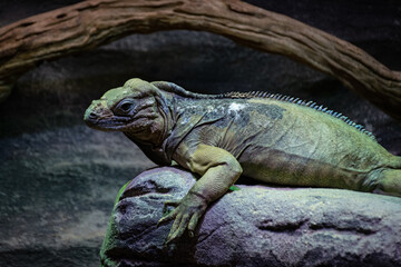 iguana in the zoo