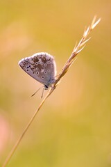he Common Blue (Plebejus idas) is a species of diurnal butterfly in the blue family