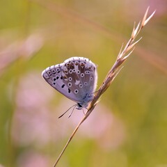 he Common Blue (Plebejus idas) is a species of diurnal butterfly in the blue family