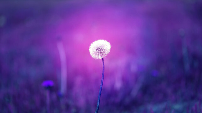 Beautiful photo background with purple dandelion