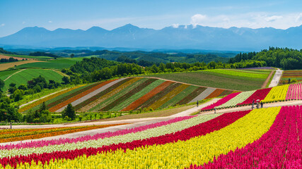夏の四季彩の丘