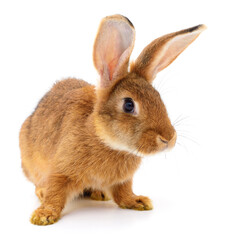 Brown rabbit on white.