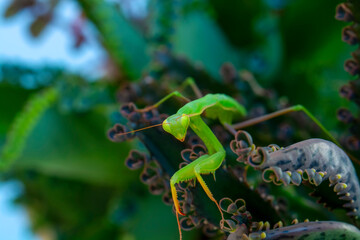 Close up of pair of Beautiful European mantis ( Mantis religiosa )