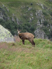 chamois