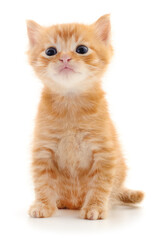 Kitten on white background.