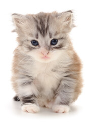 Kitten on white background.