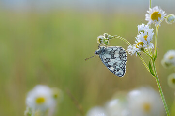 Marbled white, black and white butterfly in the wild.