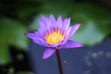Close up of a beautiful purple and yellow lotus flower in the pool, soft focus