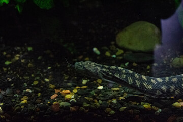 snake in aquarium
