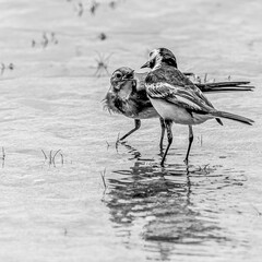Pied Wagtail and young.