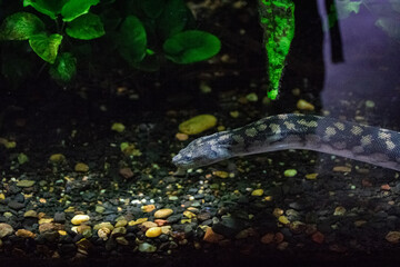 snake in aquarium
