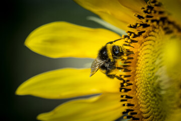 Bourdon sur tournesol - Occitanie - France