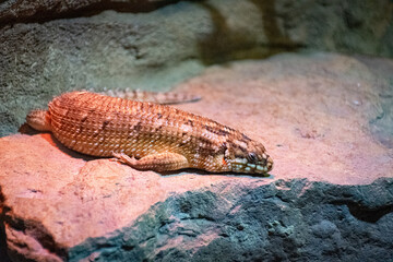 dry lizard in aquarium