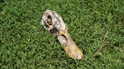 Obraz premium Head of a dead duck in the grass