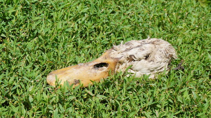 Head of a dead duck in the grass