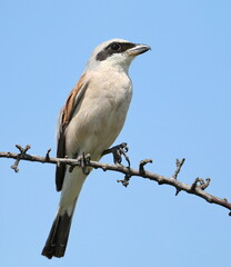 Red Backed Shrike on branch, Lanius collurio