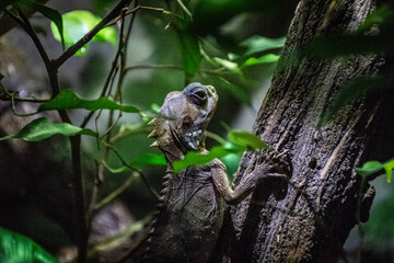 green lizard on a tree
