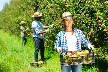 Young female farmer carrying plastic box of harvested ripe pears in fruit garden