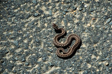viper on the road