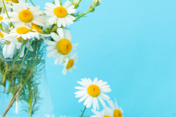 Beautiful summer bouquet of white daisies in a glass transparent vase on a blue background. Copy space