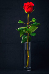 Single Rose in Clear Vase 1