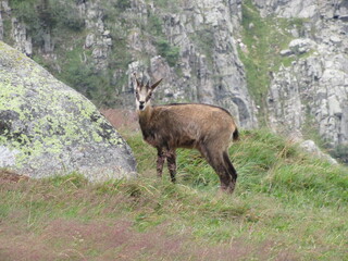 chamois