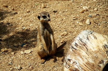 Fototapeta premium meerkat on guard