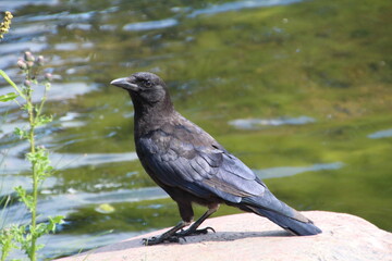 Crow On The Rock, William Hawrelak Park, Edmonton, Alberta