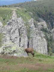 chamois