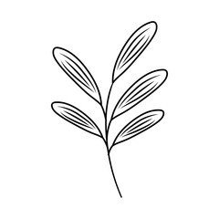 botanical leaf on white background