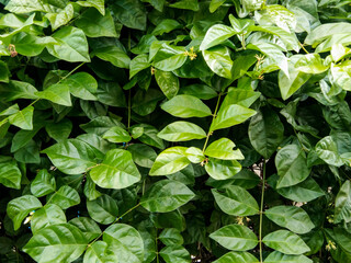 Greenest foliage background in group.