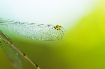 Ailes de libellule