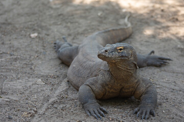 Komodo dragon sitting on the ground, selective focus shot. Komodo the biggest lizard in the world.