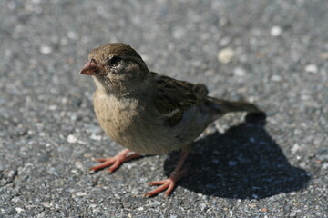 Spatz auf der Straße