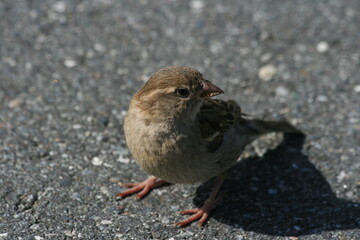 Spatz auf der Straße