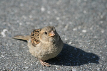 Spatz auf der Straße