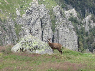 chamois