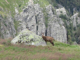 chamois