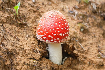 red fly agaric growing on a sandy slope