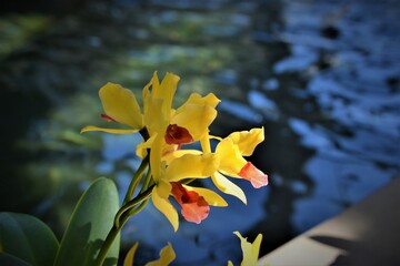 Yellow Flower Near Water