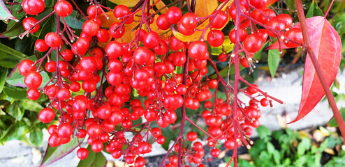 Sprigs of red berries Nandina or Nandina domestica. Macro.