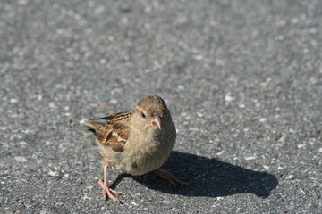 Spatz auf der Straße
