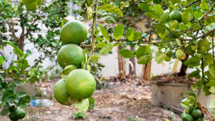 Green limes in the garden