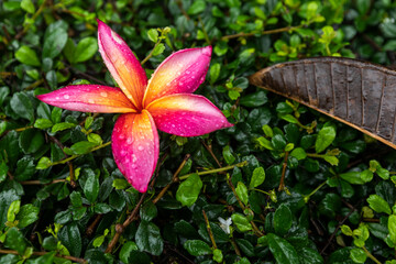 fresh frangipani flowers on green leaves with rain drops