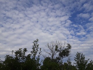 clouds and trees