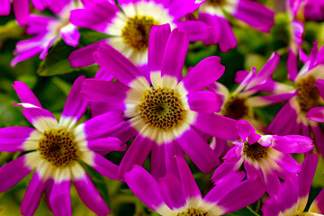 Flowers © Francesco