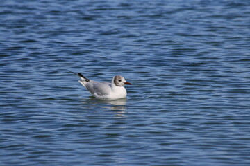 Möwe im Wasser