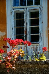 Fototapeta na wymiar red flowers and shabby door