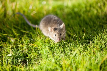 Mouse on the Grass