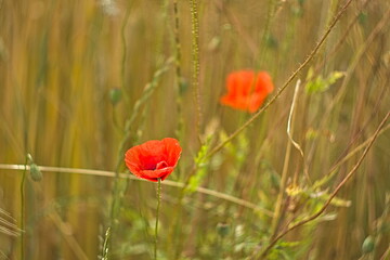 Obraz premium Mak polny